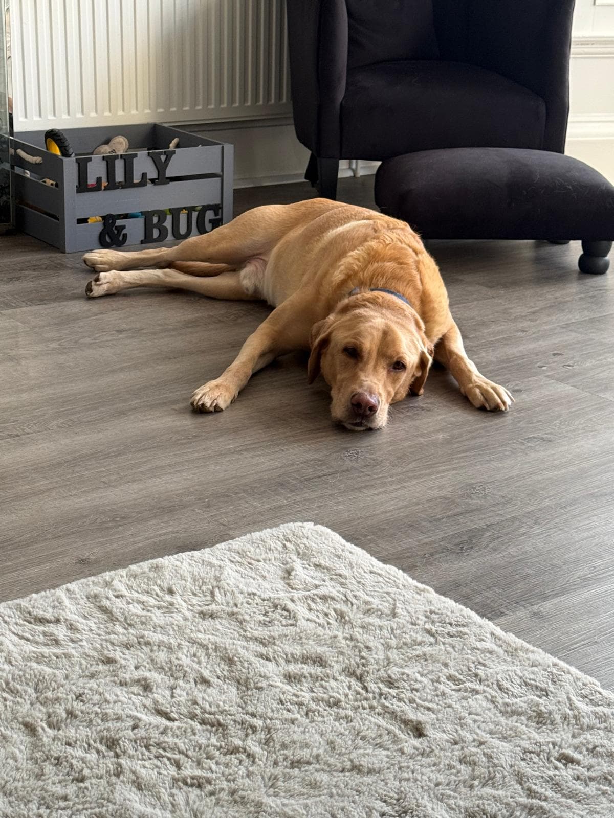 Yellow Labrador retriever lying flat on a grey floor near a personalized wooden toy crate.