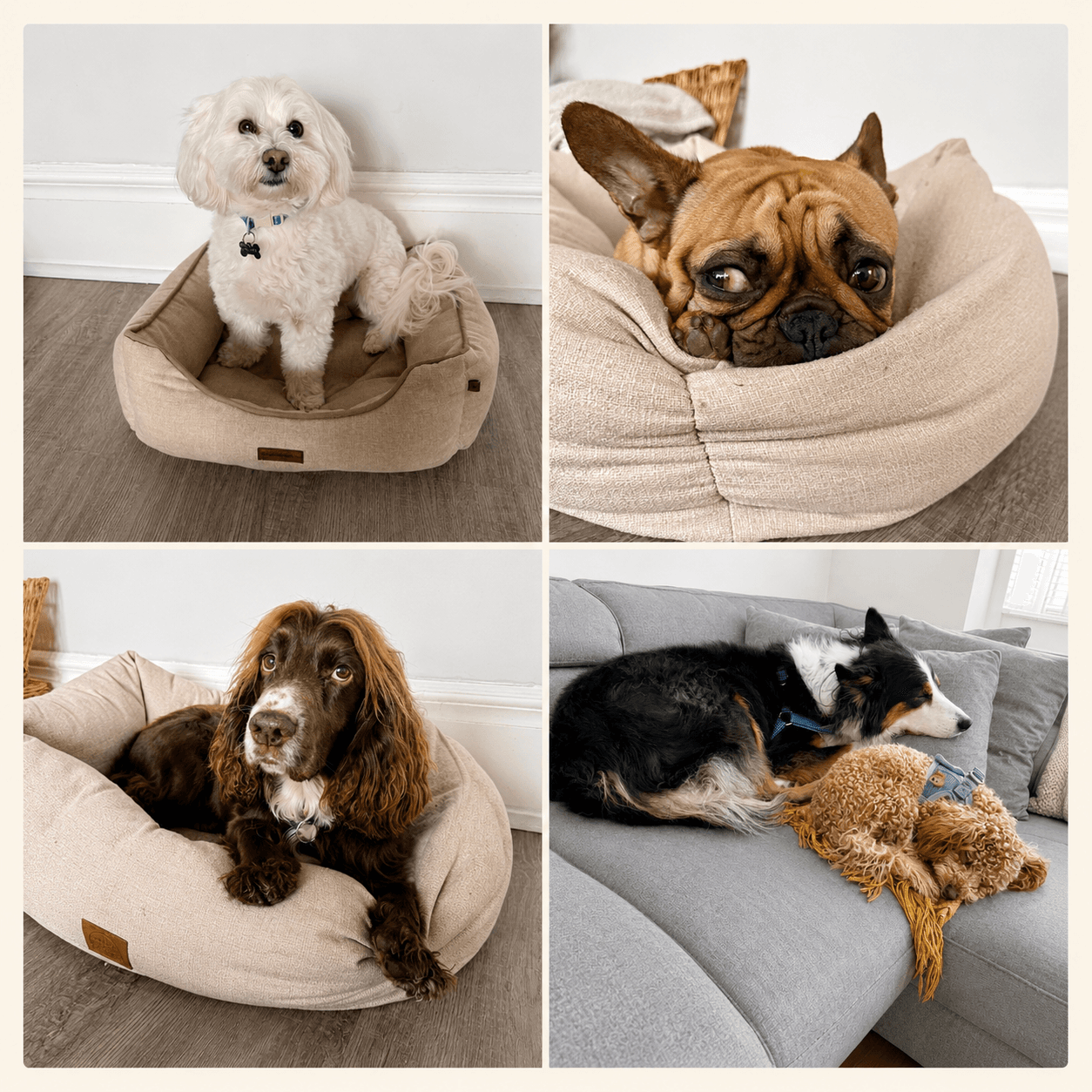 Four different dogs relaxing comfortably in plush tan dog beds and on a grey sofa.
