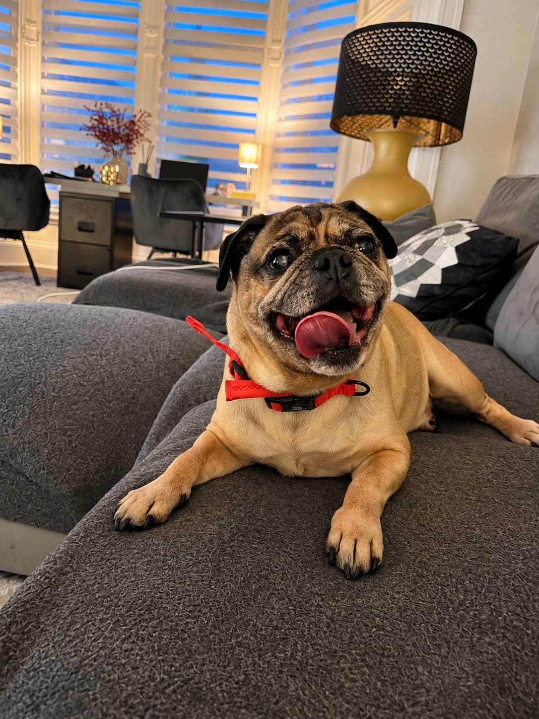 A happy fawn pug wearing a red collar lies on a grey couch, tongue out.