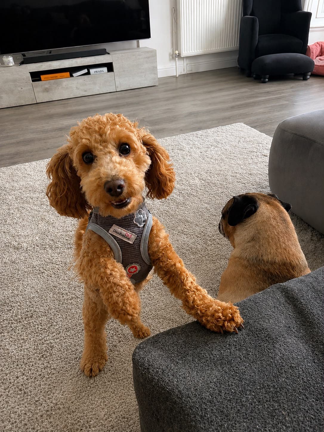 Apricot poodle-mix dog in a harness stands on hind legs, leaning against a sofa.