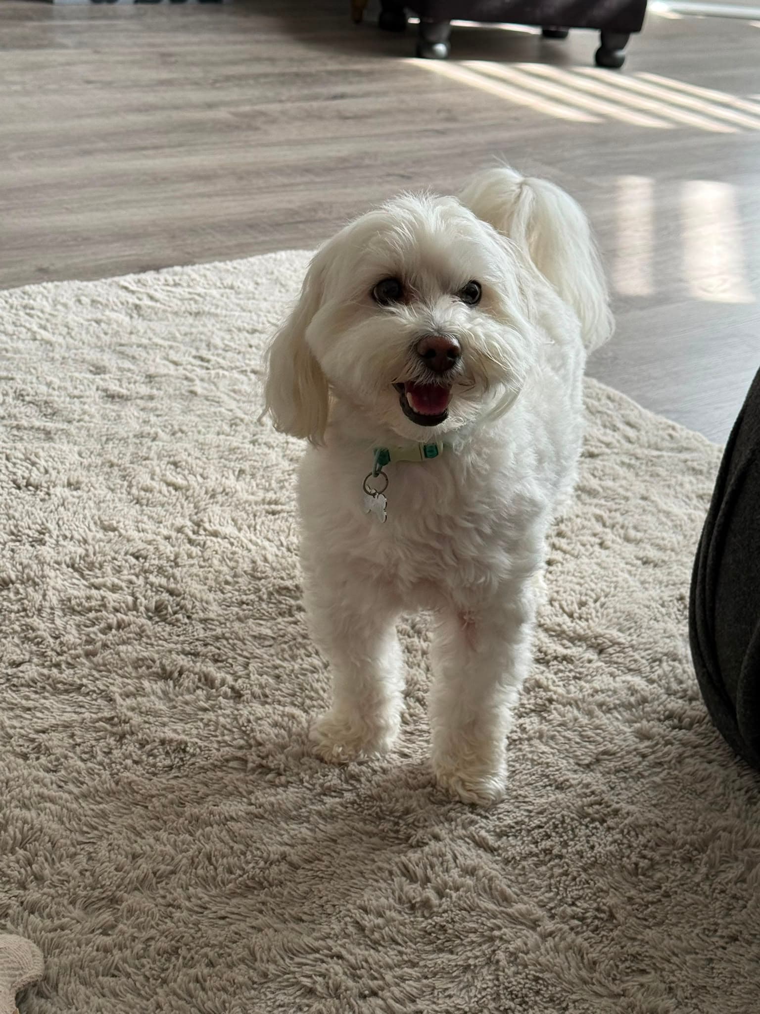 Small white fluffy dog with a happy expression standing on a beige shag rug.