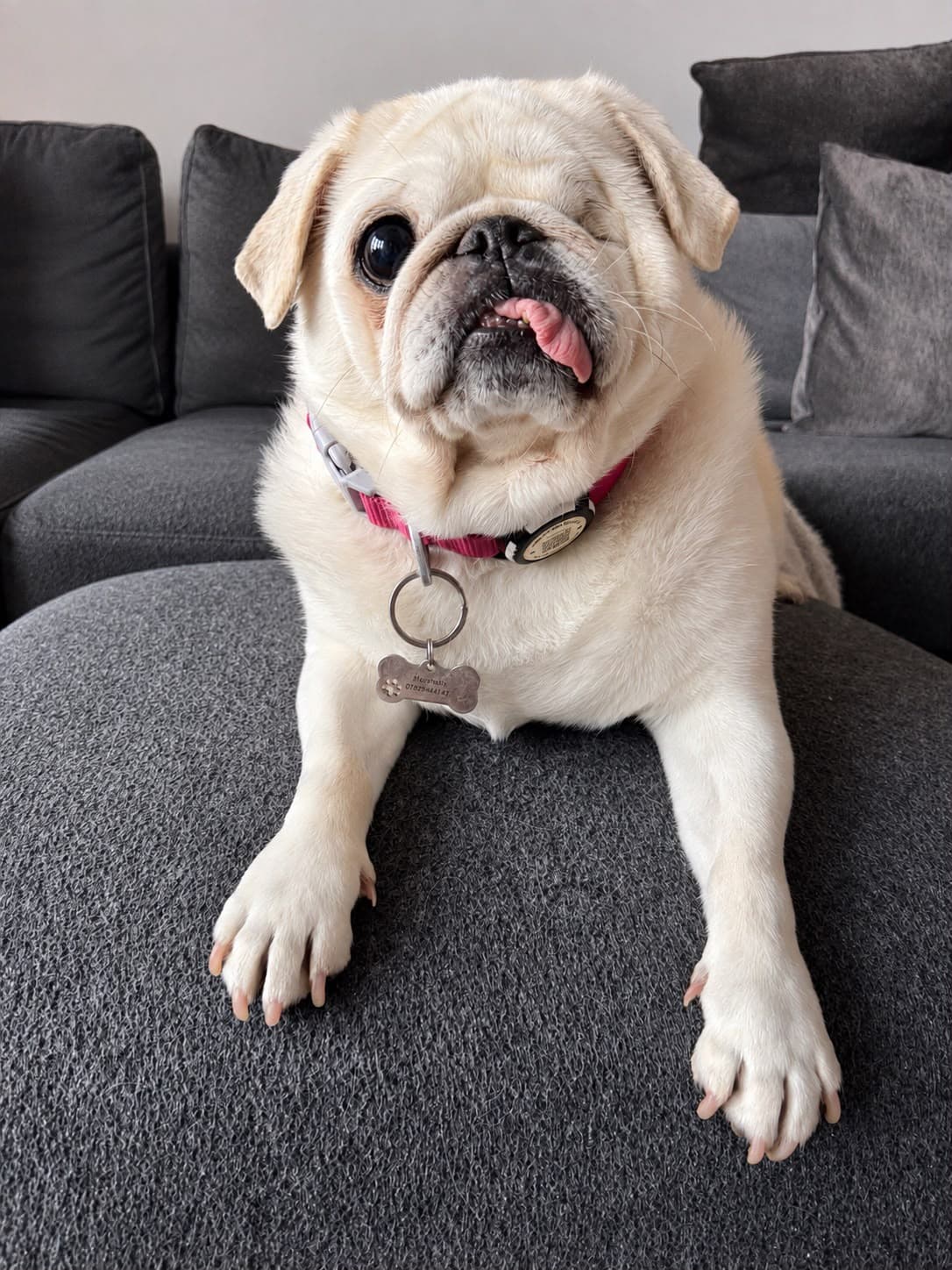 A one-eyed white pug with its tongue out sits on a grey textured ottoman.