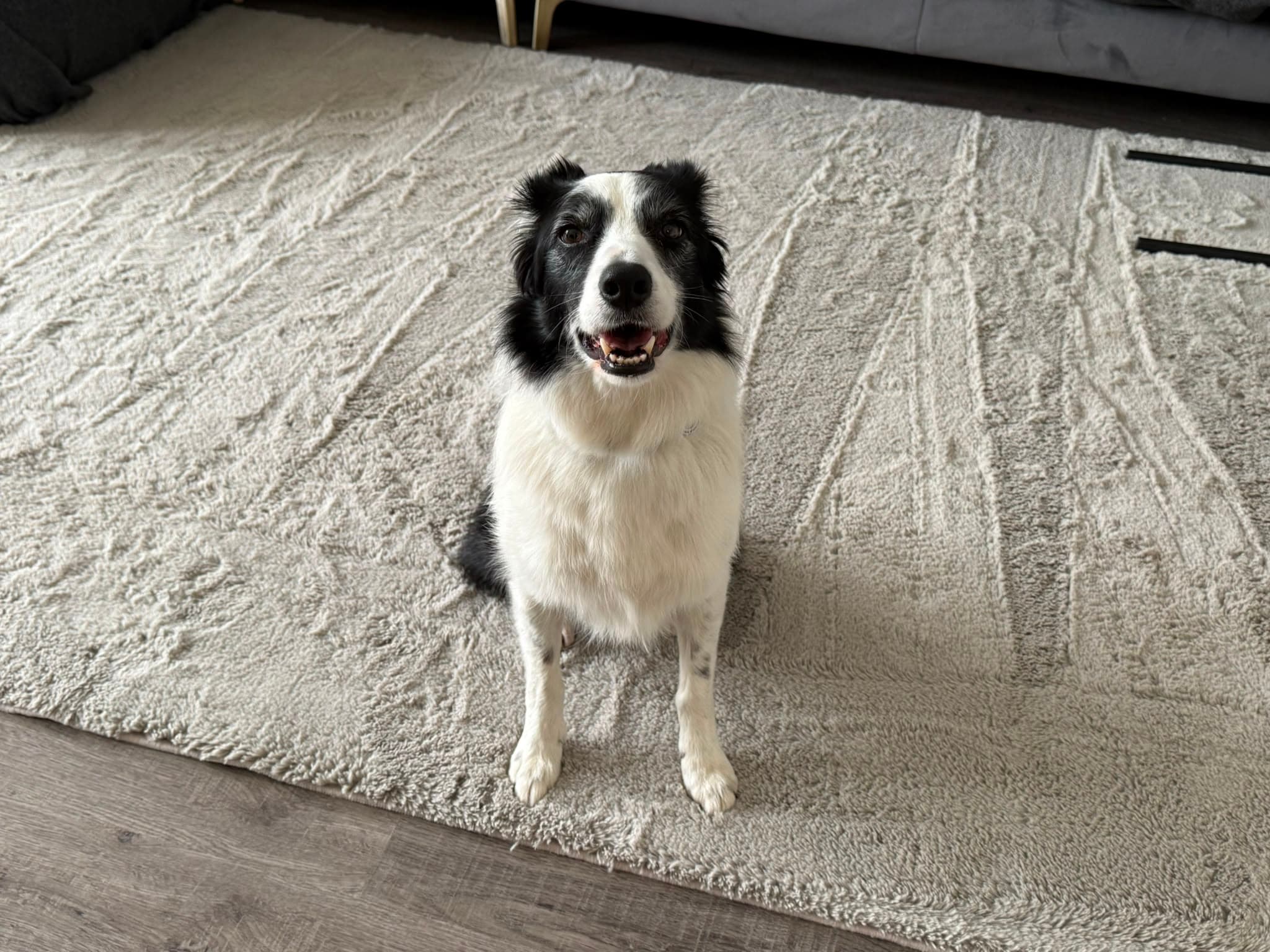 Smiling black and white Border Collie sitting on a textured rug, looking at the camera.